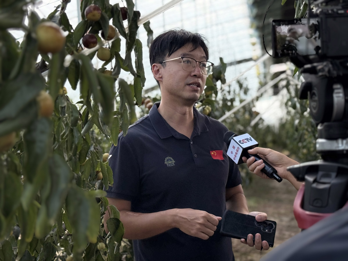 冬枣大棚内，记者手持央视话筒进行现场采访